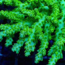 画像2: ■SALE■Coral Focus Acropola sp. No.116 (2)