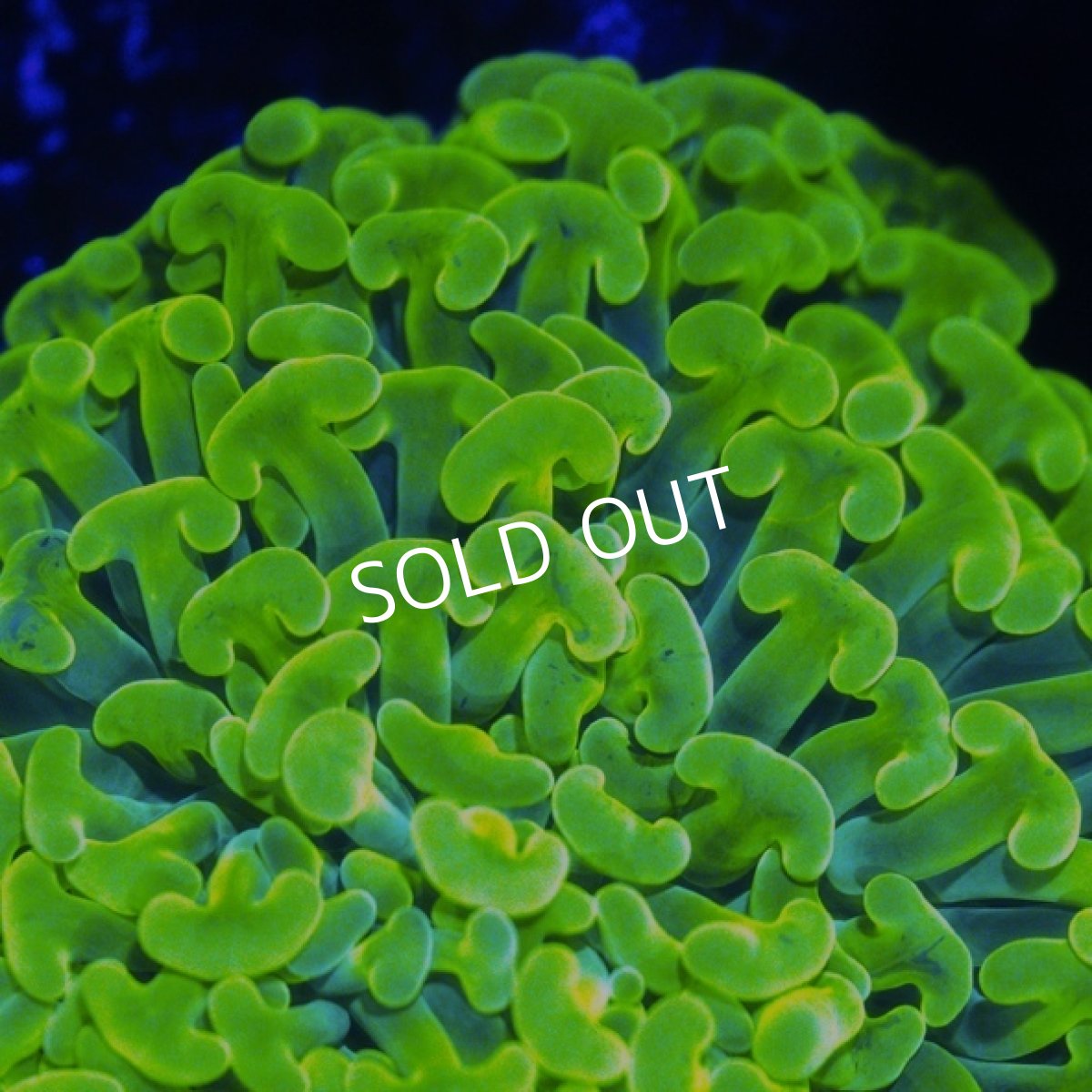 画像2: ■SALE■Coral Focus Hammer-Full Toxic (2)
