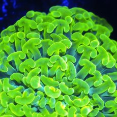 画像2: ■SALE■Coral Focus Hammer-Full Toxic (2)