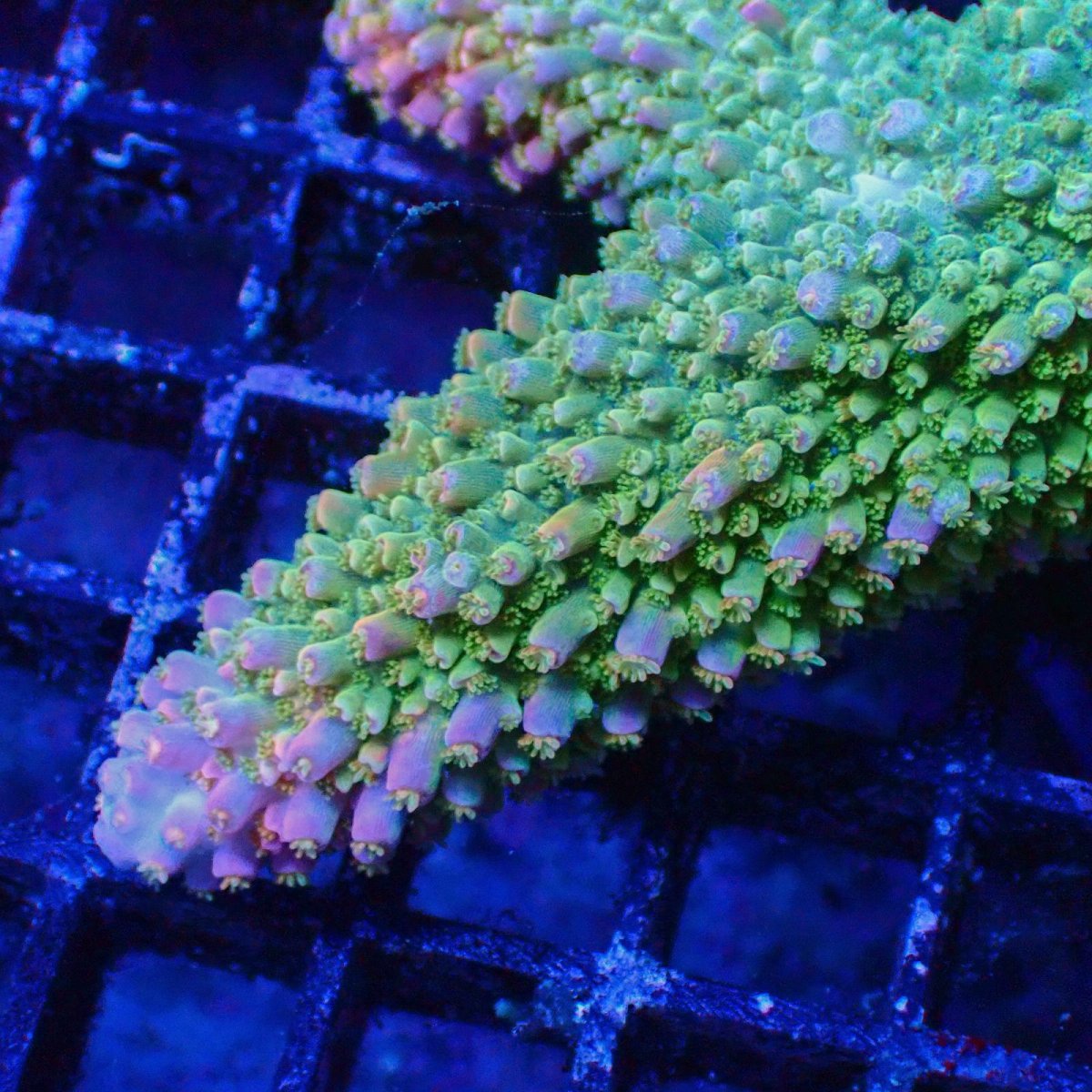 画像2: ■SALE■Coral Focus Acropola sp. No.107 (2)