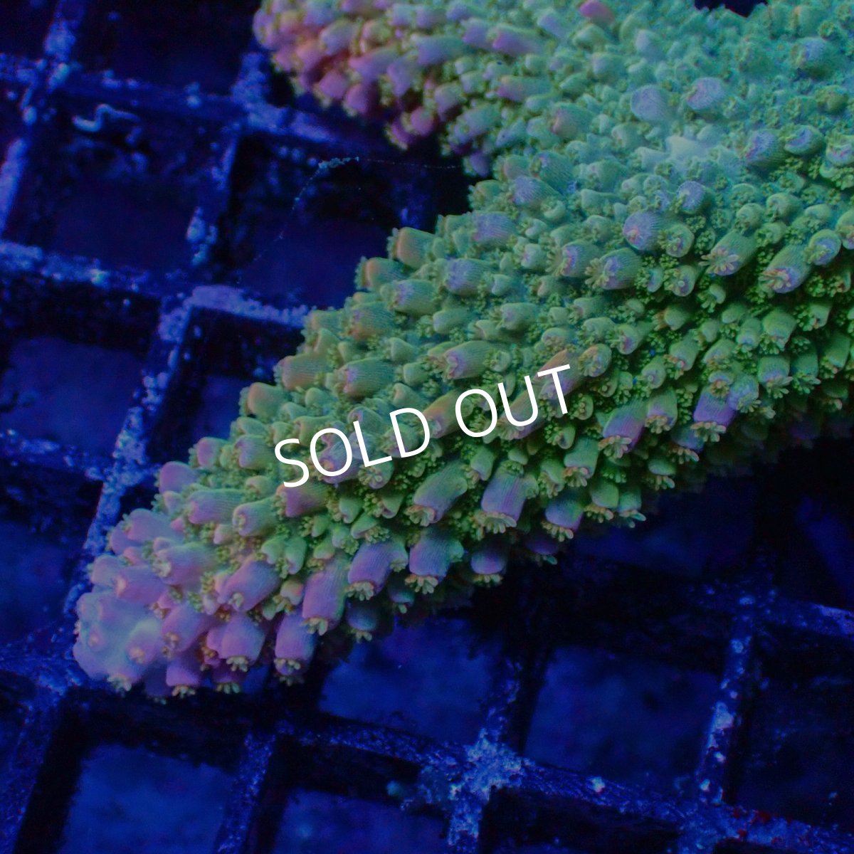 画像2: ■SALE■Coral Focus Acropora sp. No.107 (2)