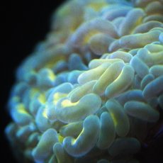 画像2: ■SALE■Coral Focus Hammer-Revers Gold (2)