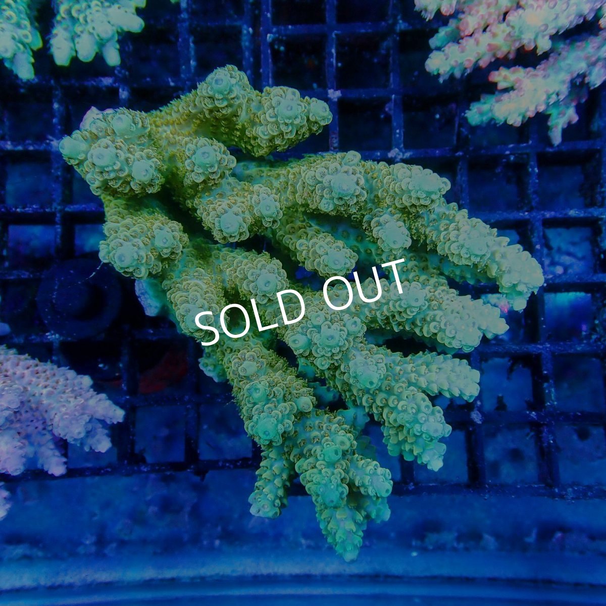 画像1: ■SALE■Coral Focus Acropora sp. No.113 (1)