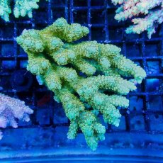 画像1: ■SALE■Coral Focus Acropola sp. No.113 (1)