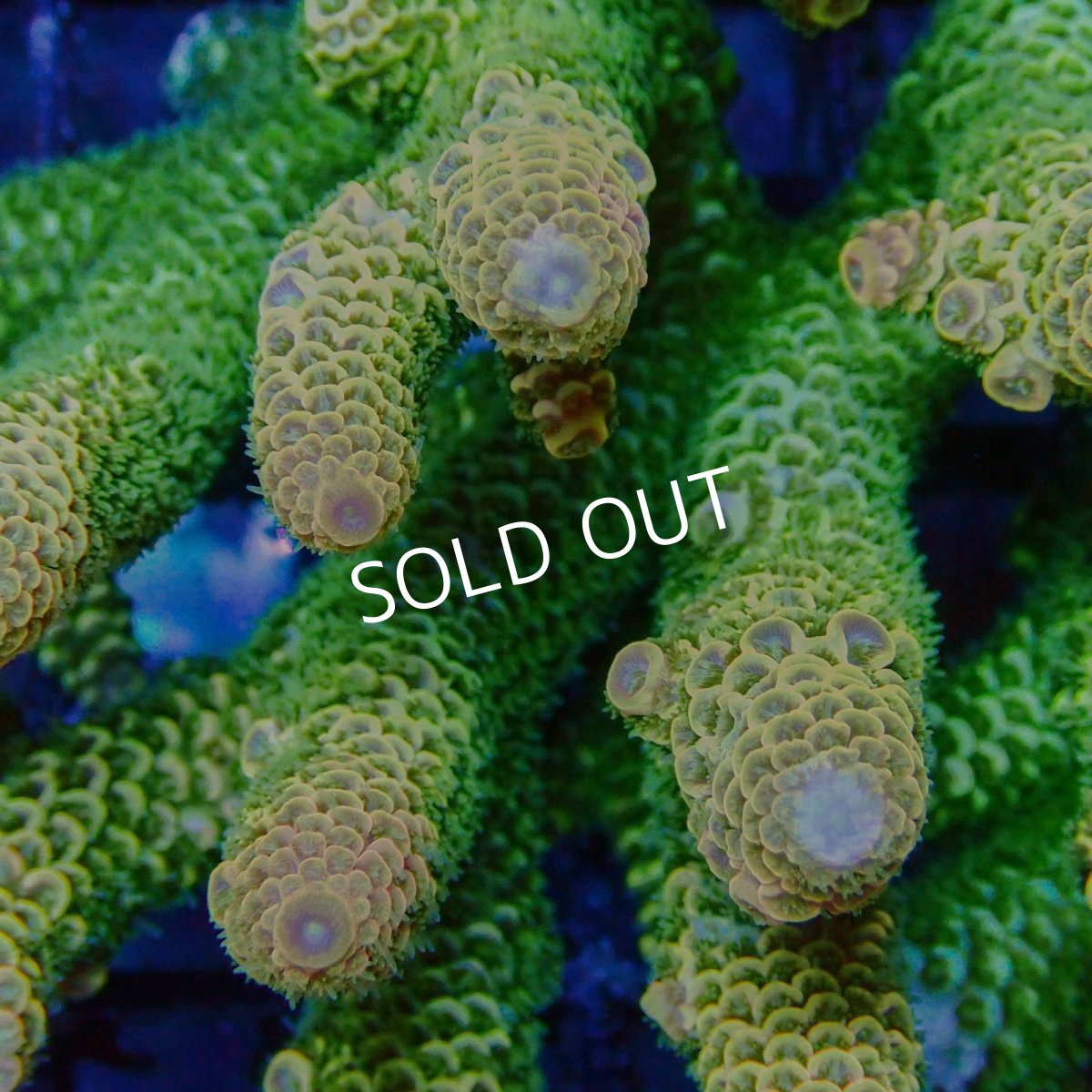 画像2: Coral Focus Acropora sp. No.123 (2)