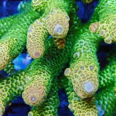 画像2: ■SALE■Coral Focus Acropola sp. No.123 (2)