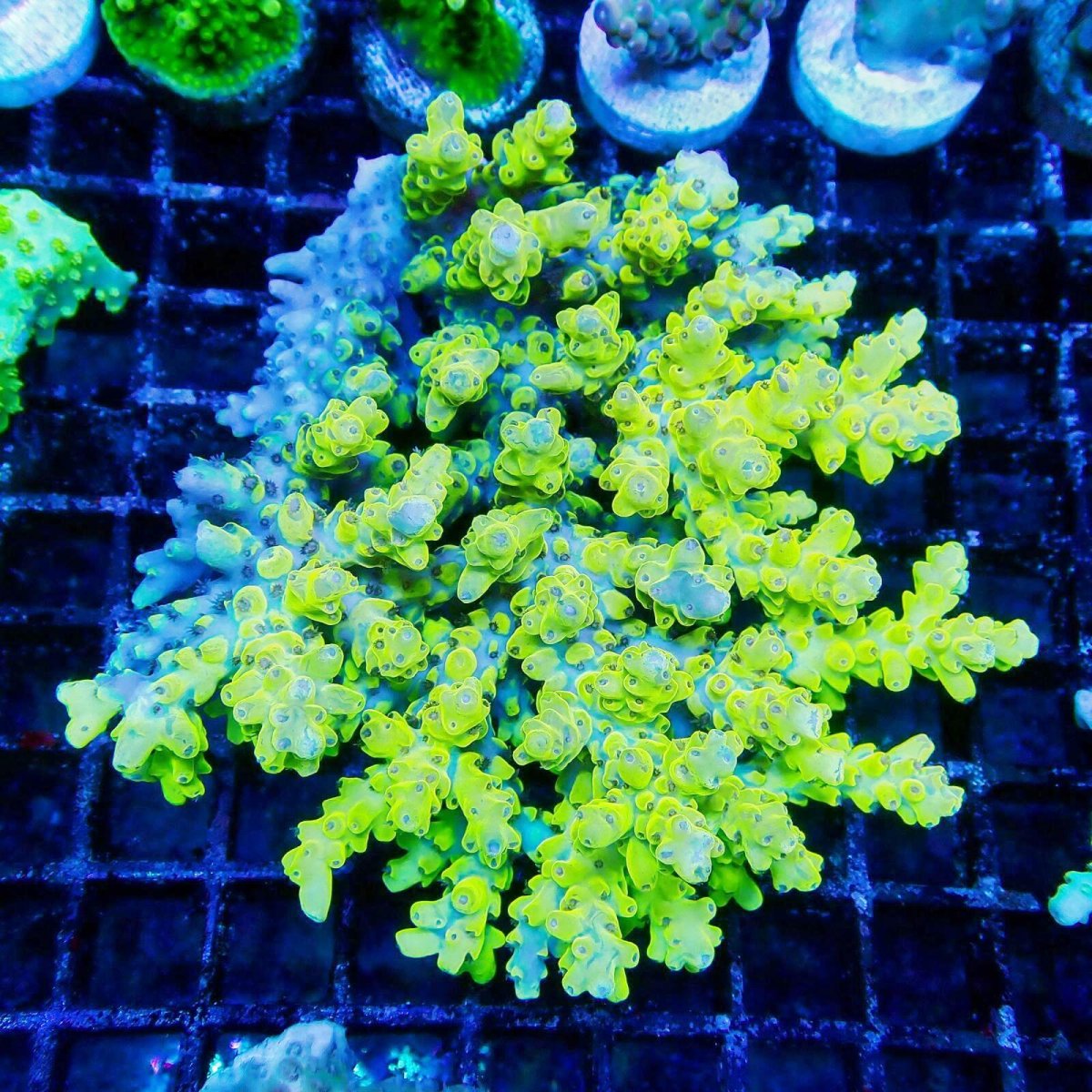画像1: ■SALE■Coral Focus Acropola sp. No.122 (1)