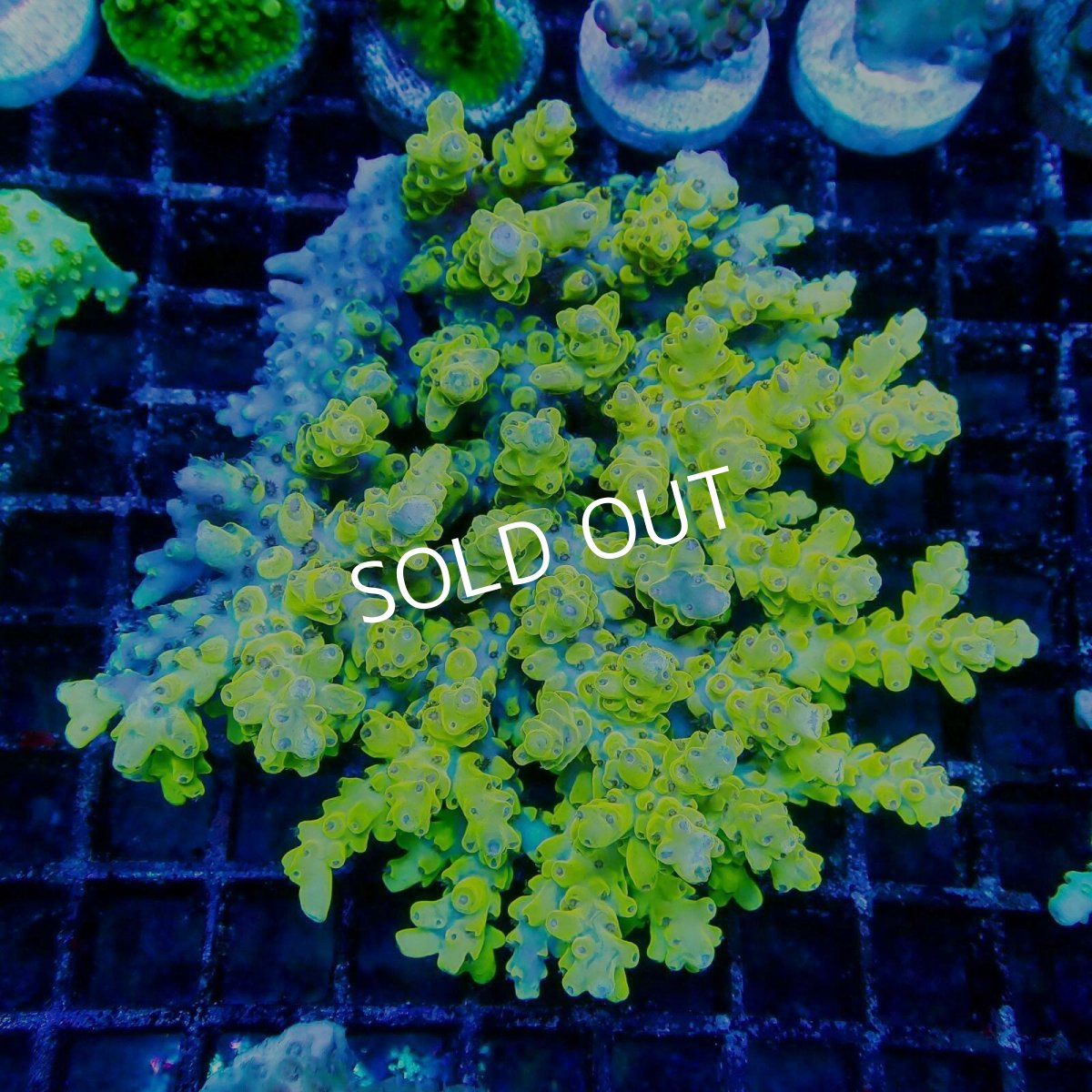 画像1: ■SALE■Coral Focus Acropora sp. No.122 (1)