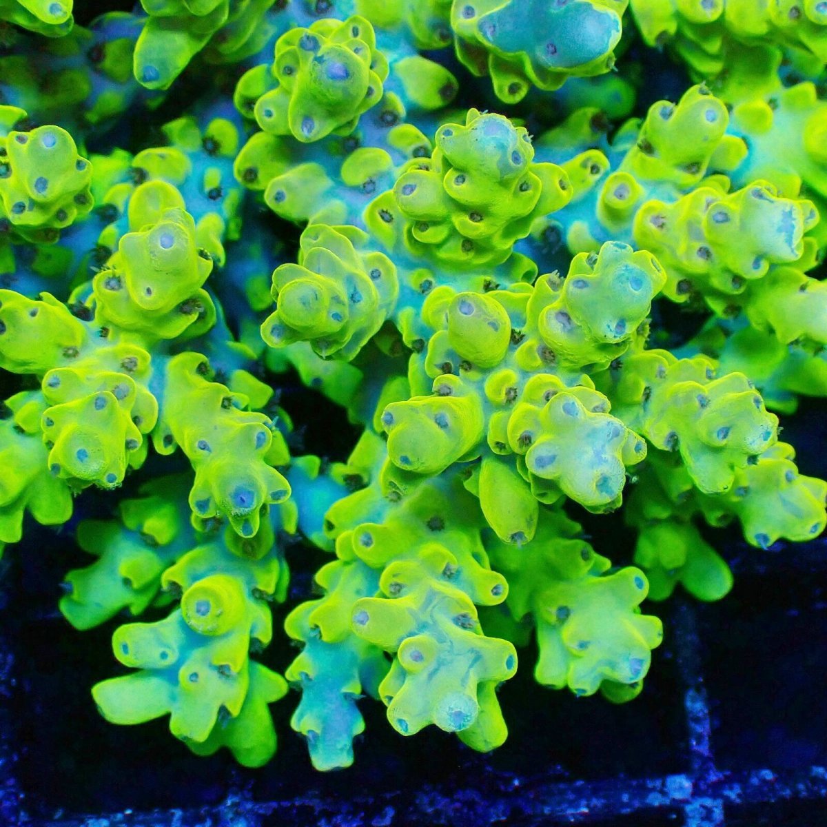 画像3: ■SALE■Coral Focus Acropola sp. No.122 (3)