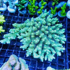 画像1: ■SALE■Coral Focus Acropola sp. No.120 (1)