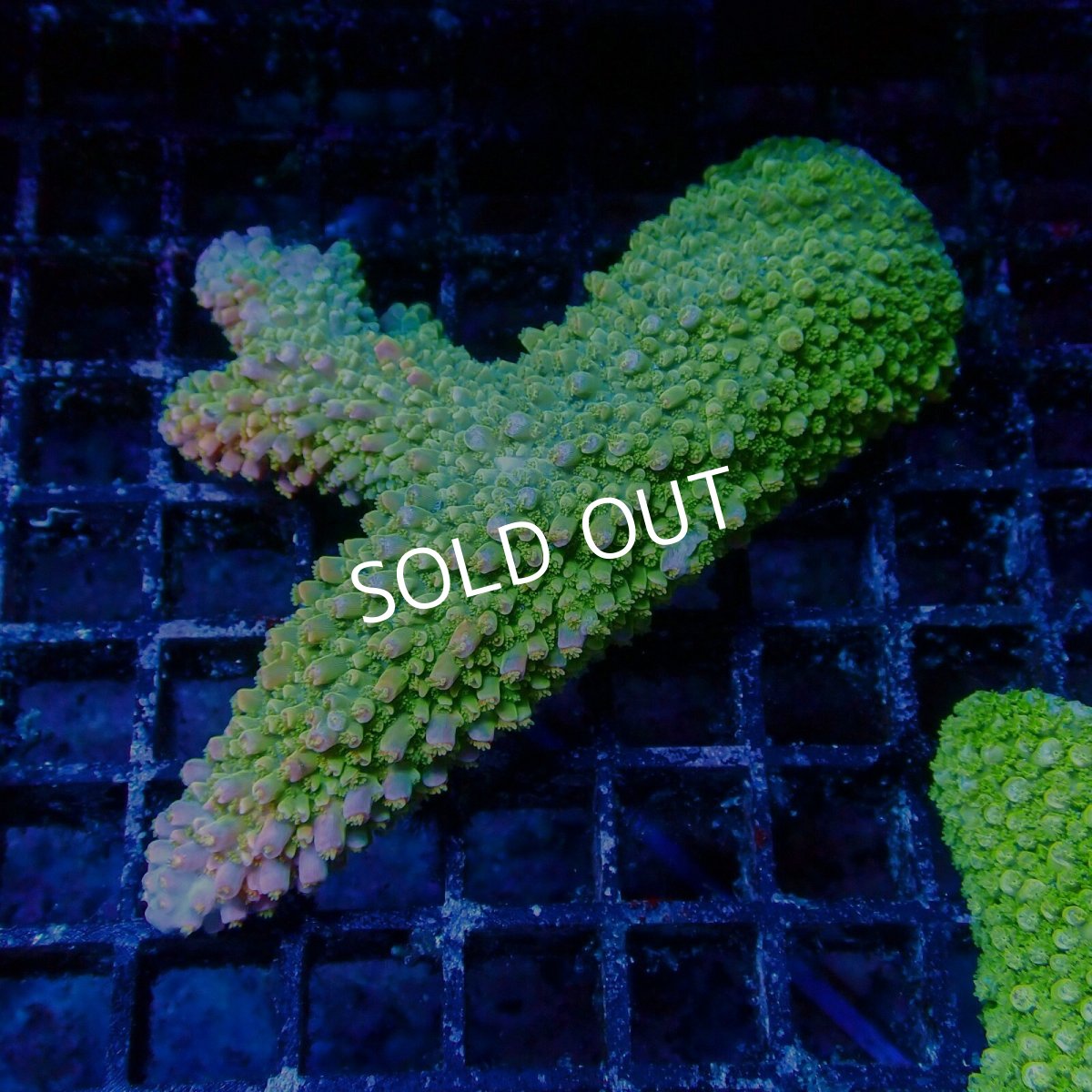 画像1: ■SALE■Coral Focus Acropora sp. No.107 (1)