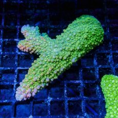 画像1: ■SALE■Coral Focus Acropola sp. No.107 (1)