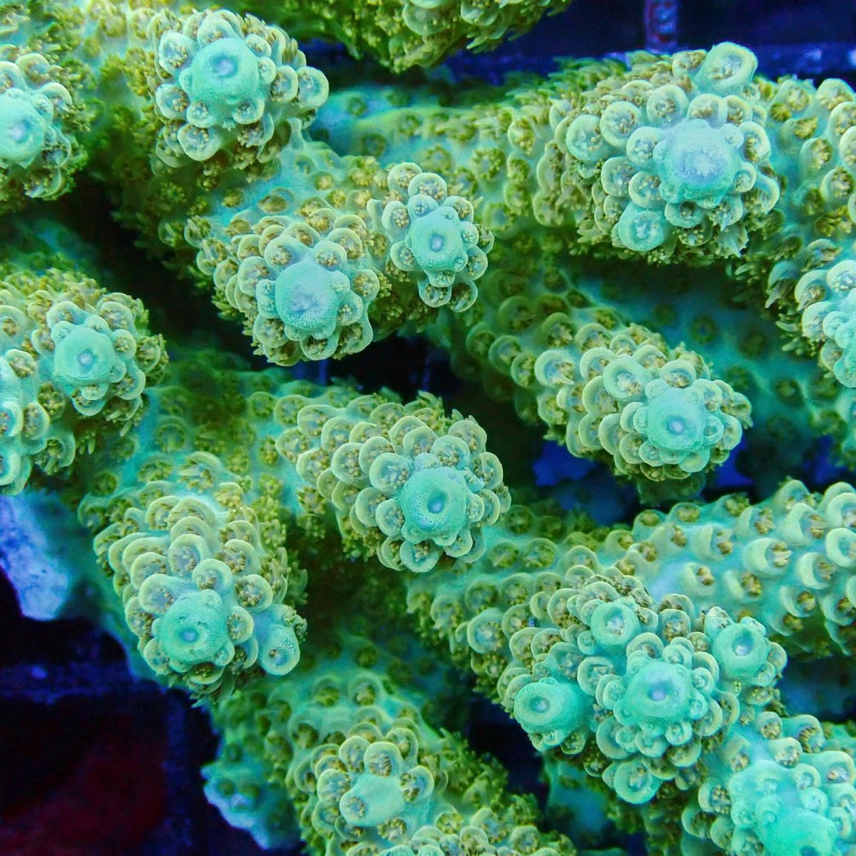 画像2: ■SALE■Coral Focus Acropola sp. No.113 (2)