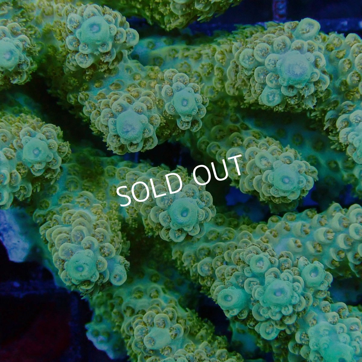 画像2: ■SALE■Coral Focus Acropora sp. No.113 (2)