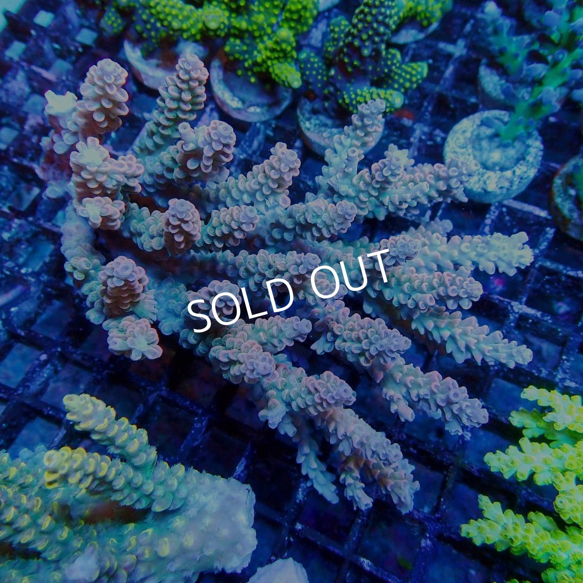 画像1: ■SALE■ Coral Focus Acropora sp. No.119 (1)
