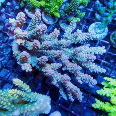 画像1: ■SALE■Coral Focus Acropola sp. No.119 (1)