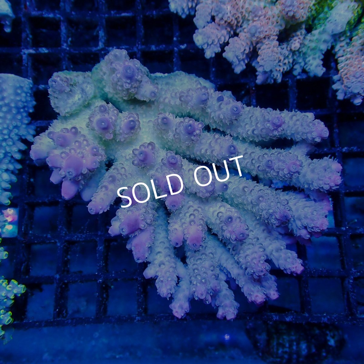 画像1: ■SALE■Coral Focus Acropora sp. No.110 (1)