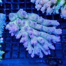 画像1: ■SALE■Coral Focus Acropola sp. No.110 (1)