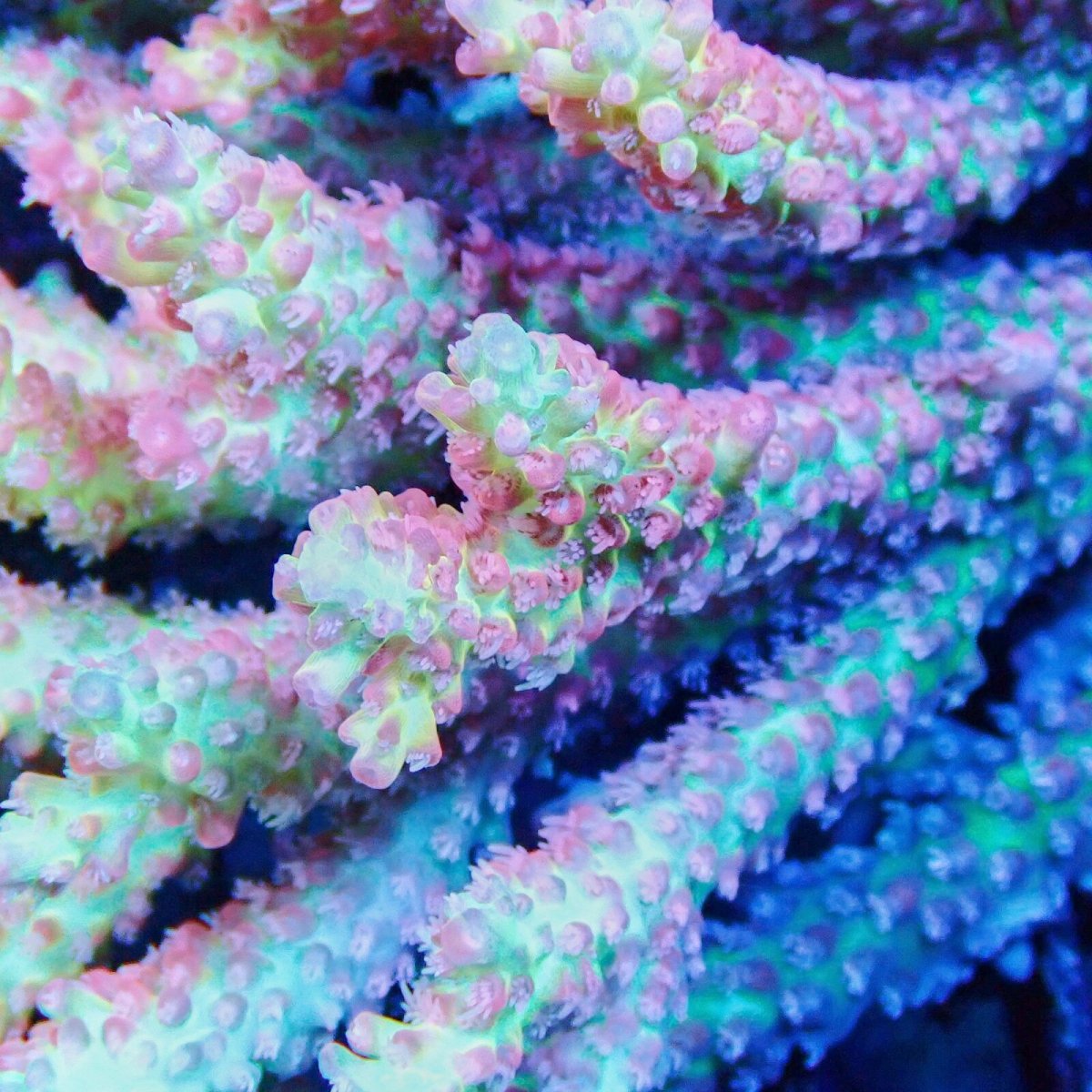 画像2: ■SALE■Coral Focus Acropola sp. No.117 (2)