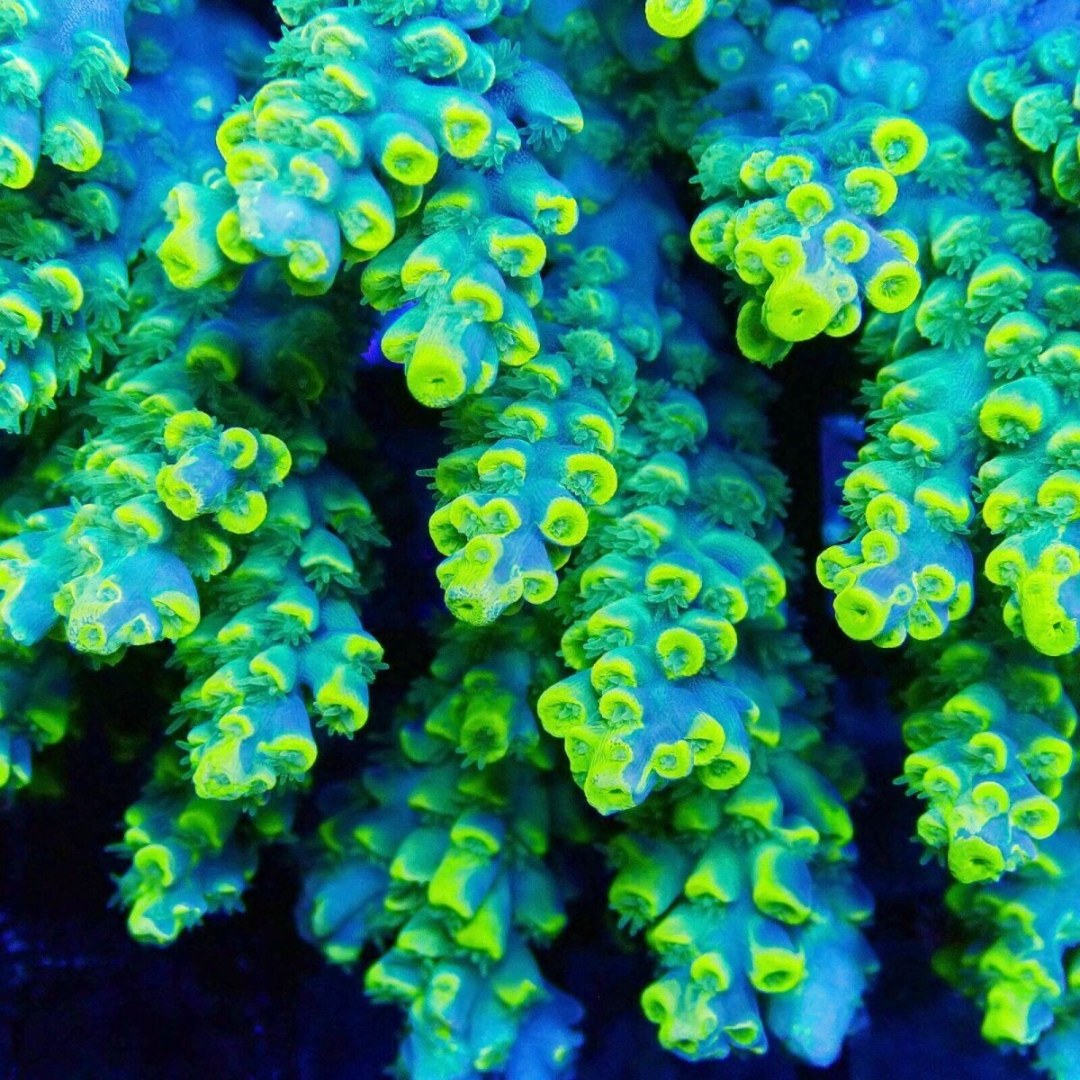 画像2: ■SALE■Coral Focus Acropola sp. No.115 (2)