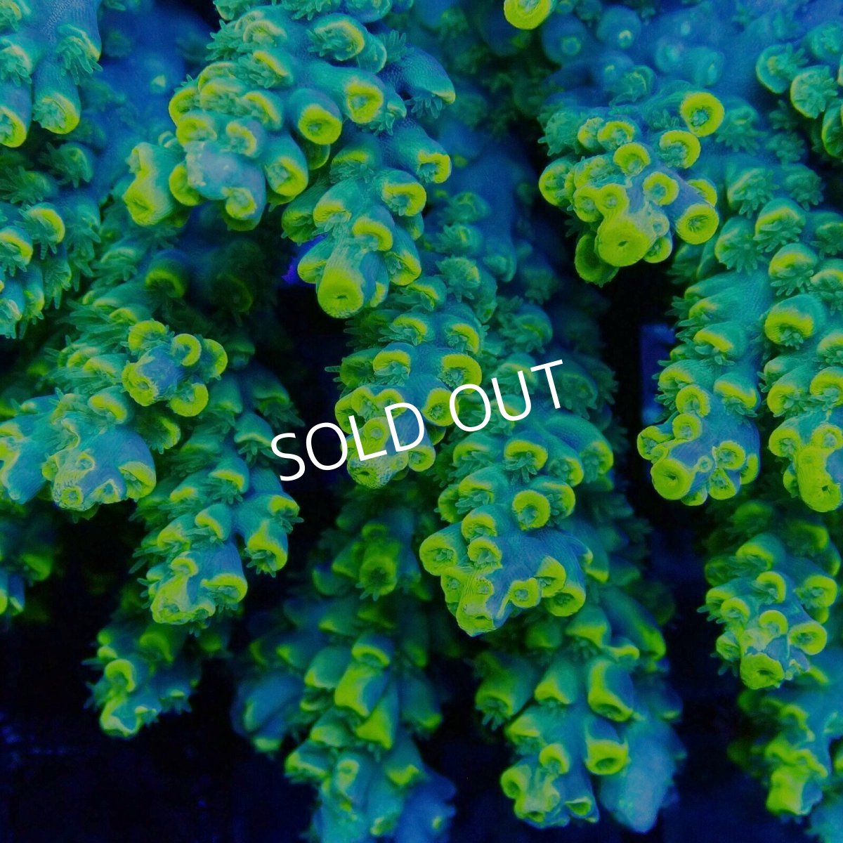 画像2: ■SALE■Coral Focus Acropora sp. No.115 (2)