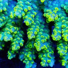 画像2: ■SALE■Coral Focus Acropola sp. No.115 (2)