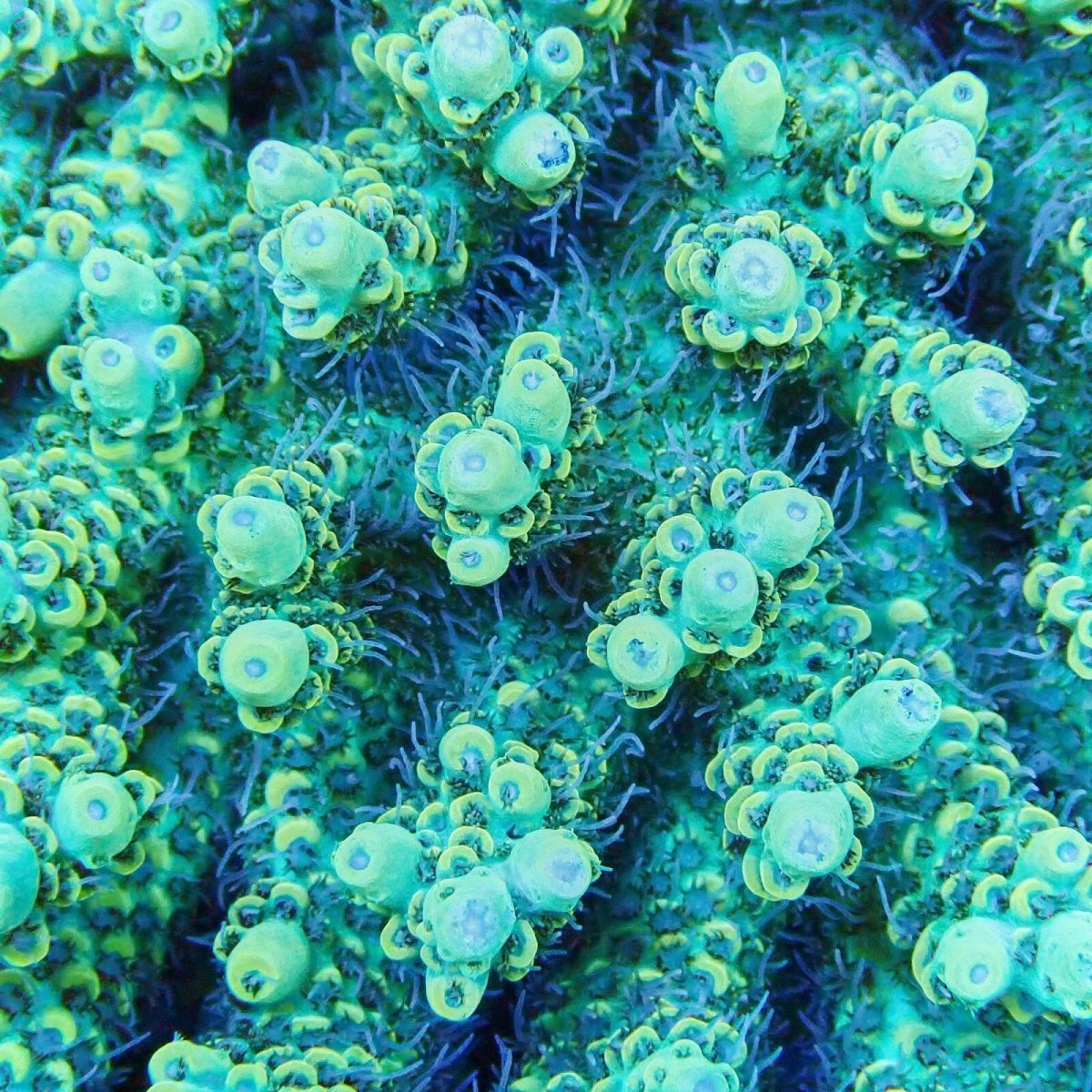 画像2: ■SALE■Coral Focus Acropola sp. No.120 (2)