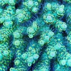 画像2: ■SALE■Coral Focus Acropola sp. No.120 (2)