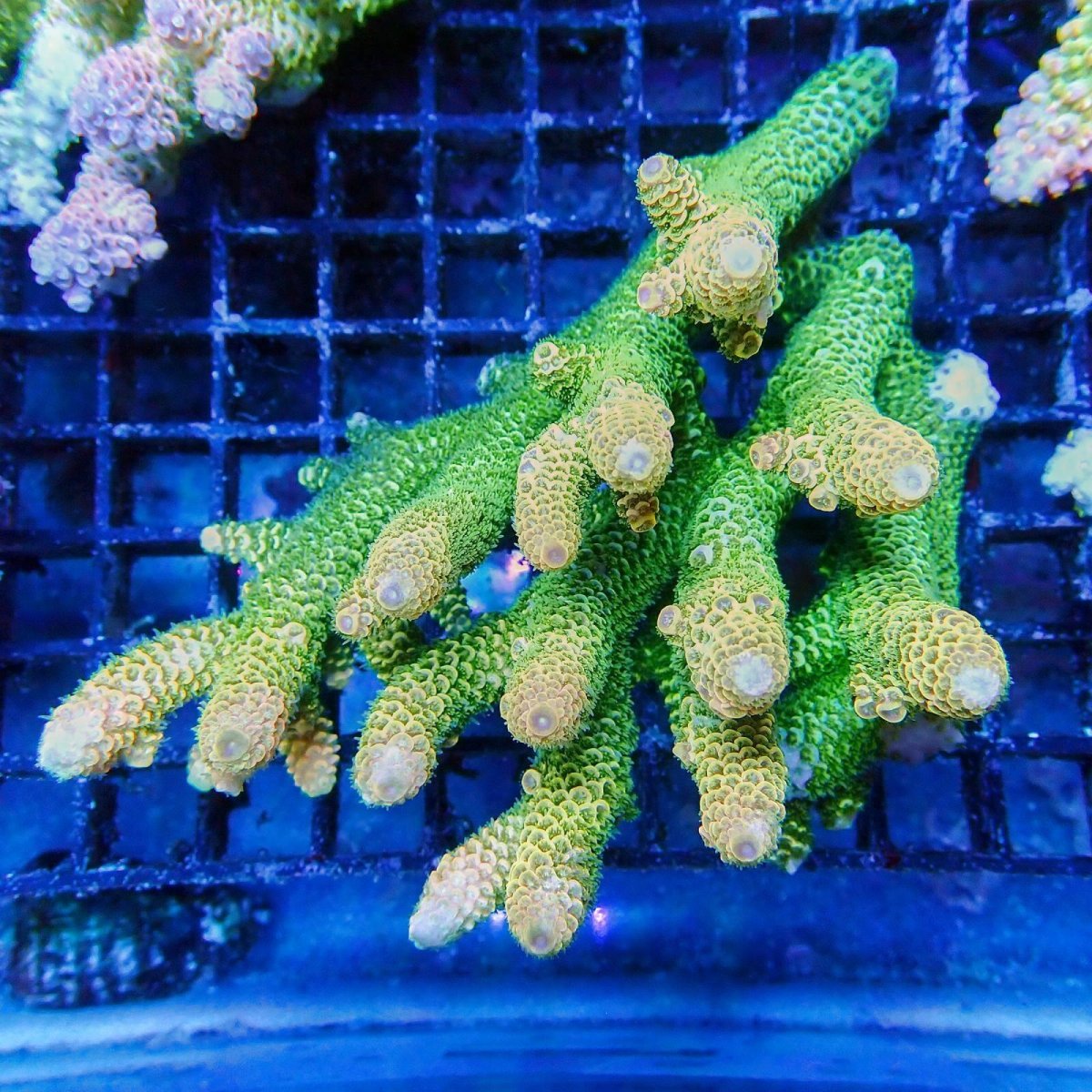 画像1: ■SALE■Coral Focus Acropola sp. No.123 (1)