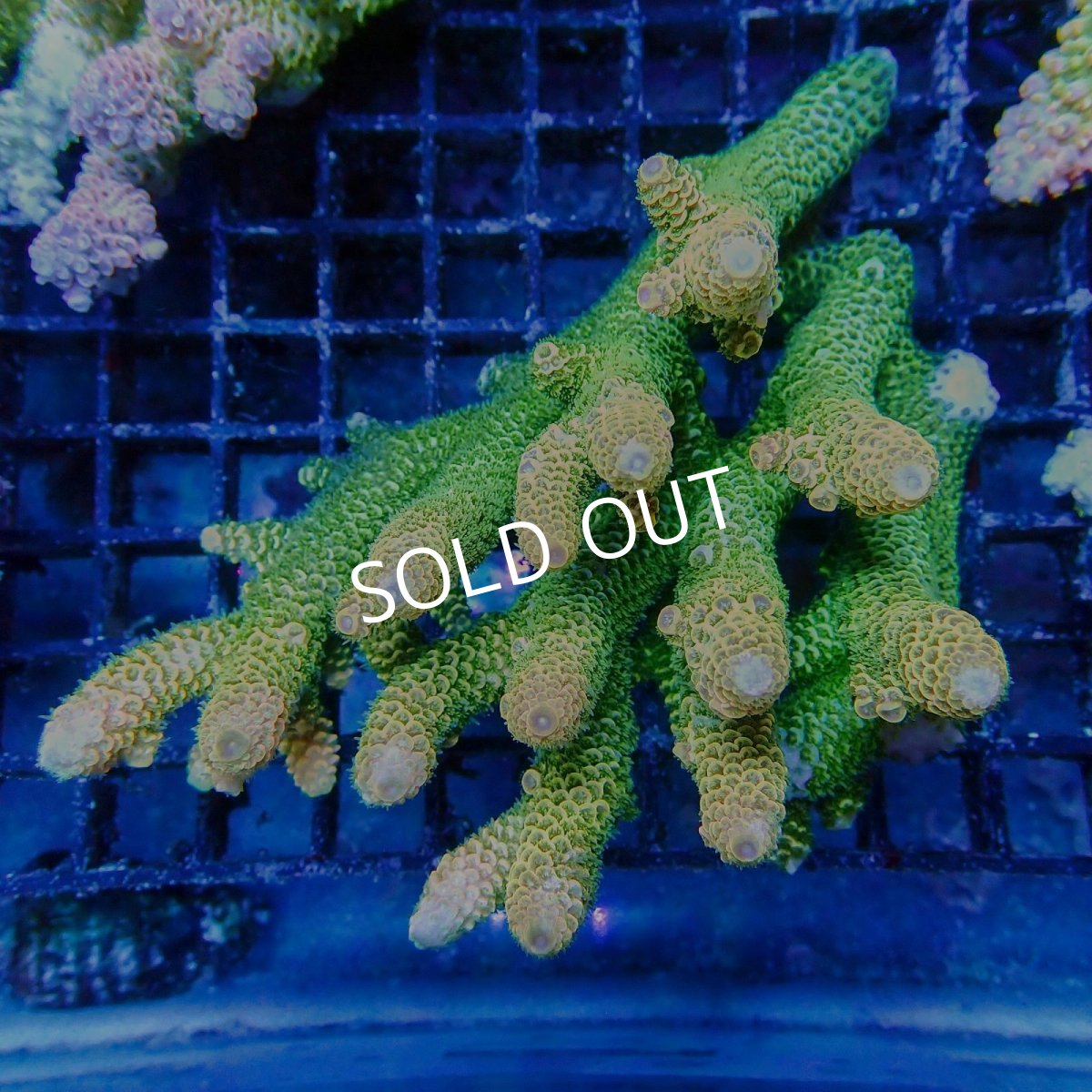 画像1: Coral Focus Acropora sp. No.123 (1)