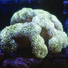 画像1: ■SALE■Coral Focus Hammer-Gian (1)