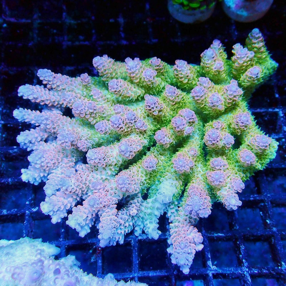 画像1: ■SALE■Coral Focus Acropola sp. No.121 (1)