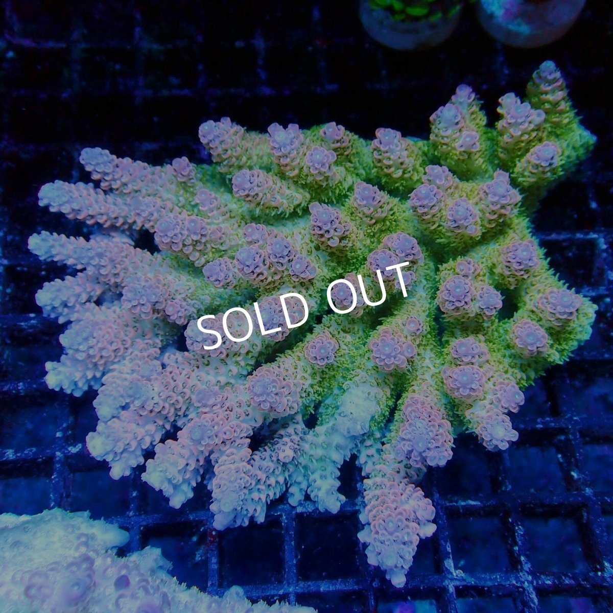 画像1: ■SALE■Coral Focus Acropora sp. No.121 (1)
