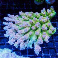 画像1: ■SALE■Coral Focus Acropola sp. No.121 (1)