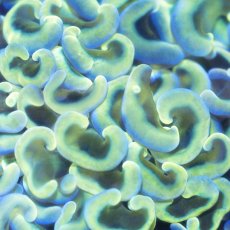 画像3: ■SALE■Coral Focus Hammer-Gian (3)