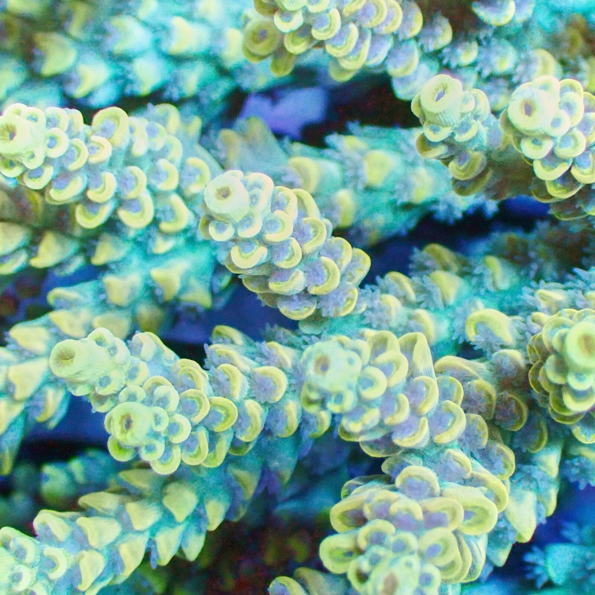 画像2: ■SALE■Coral Focus Acropola sp. No.118 (2)