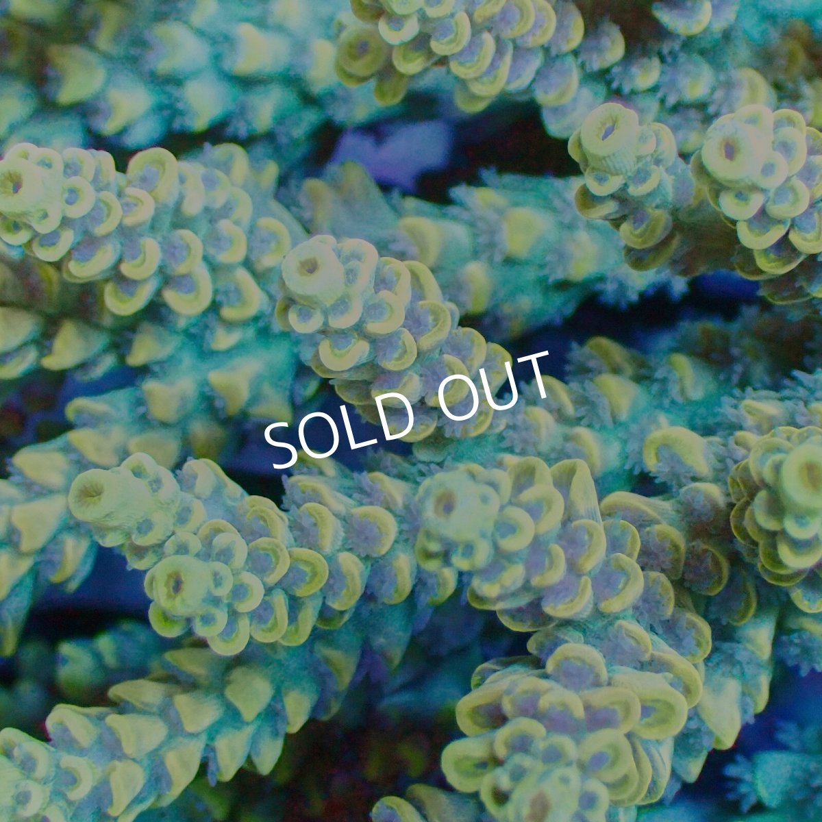 画像2: ■SALE■ Coral Focus Acropora sp. No.118 (2)