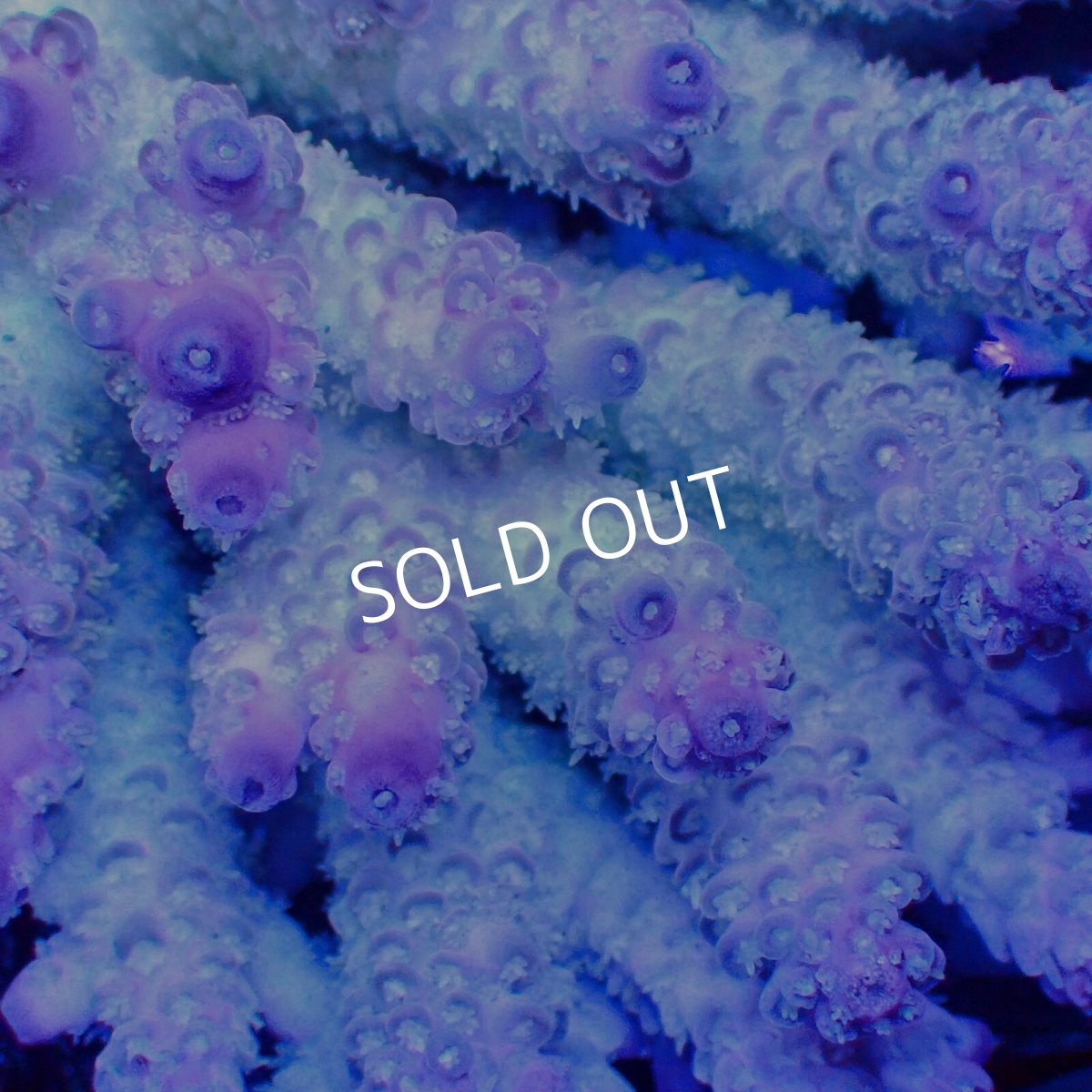 画像2: ■SALE■Coral Focus Acropora sp. No.110 (2)
