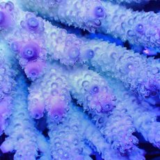 画像2: ■SALE■Coral Focus Acropola sp. No.110 (2)