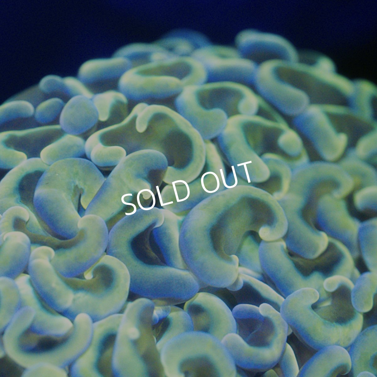 画像2: ■SALE■Coral Focus Hammer-Gian (2)
