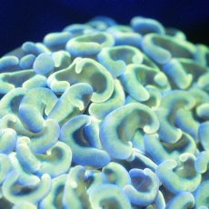 画像2: ■SALE■Coral Focus Hammer-Gian (2)