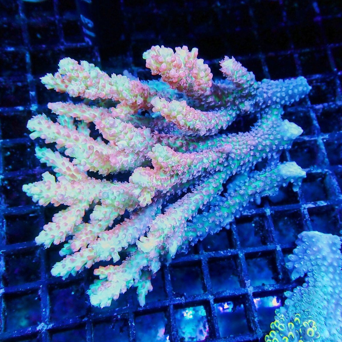 画像1: ■SALE■Coral Focus Acropola sp. No.117 (1)