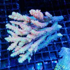 画像1: ■SALE■Coral Focus Acropola sp. No.117 (1)