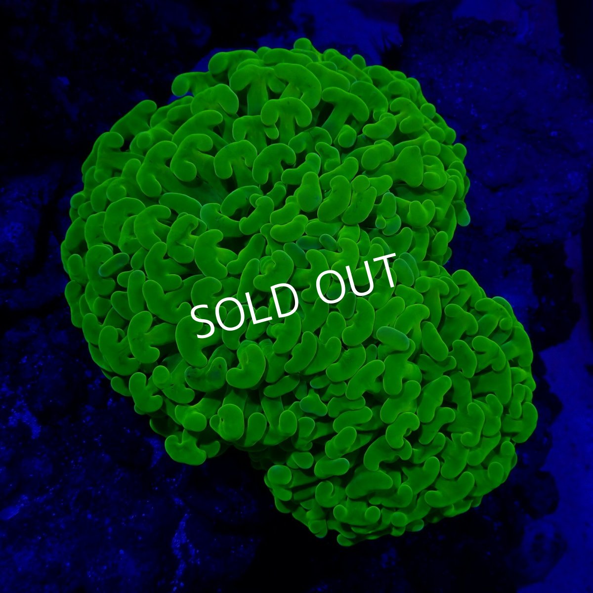 画像4: ■SALE■Coral Focus Hammer-Full Toxic (4)