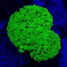 画像4: ■SALE■Coral Focus Hammer-Full Toxic (4)