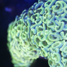 画像4: ■SALE■Coral Focus Hammer-Gian (4)