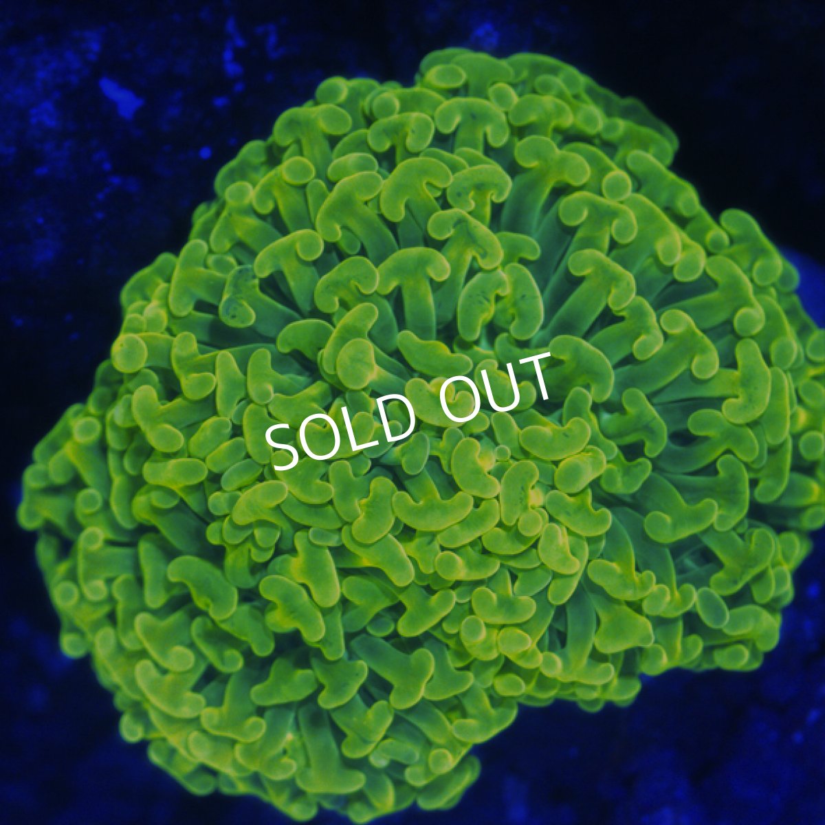 画像1: ■SALE■Coral Focus Hammer-Full Toxic (1)