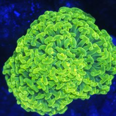 画像1: ■SALE■Coral Focus Hammer-Full Toxic (1)
