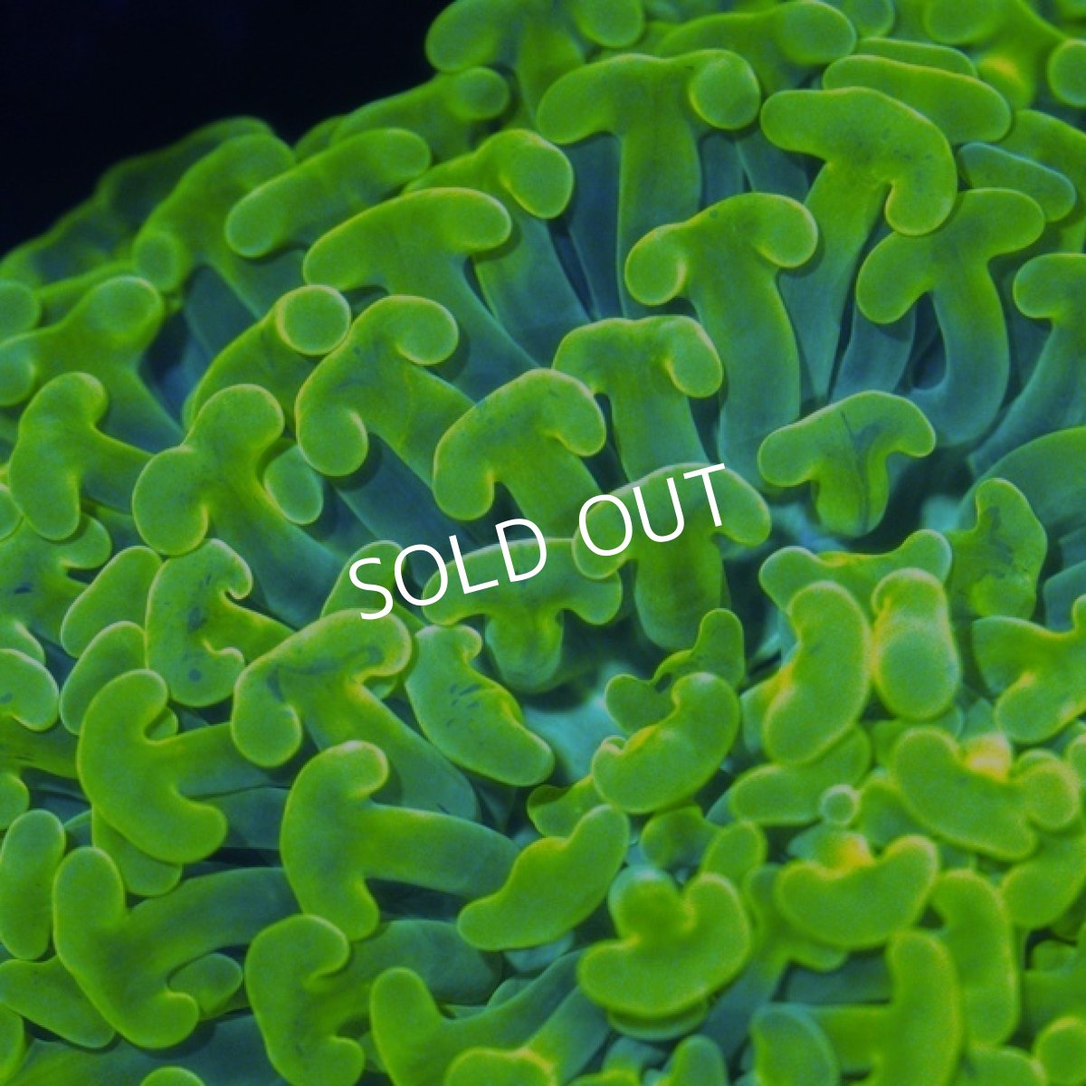 画像3: ■SALE■Coral Focus Hammer-Full Toxic (3)