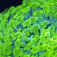 画像3: ■SALE■Coral Focus Hammer-Full Toxic (3)